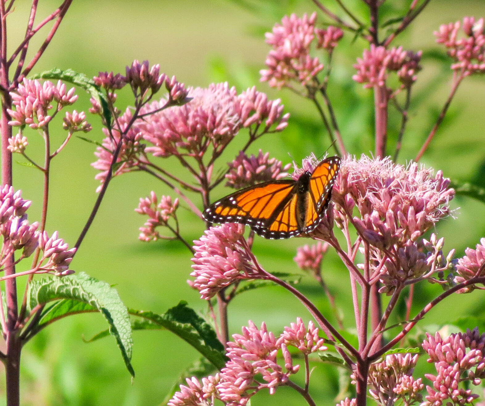 Viceroy butterfly